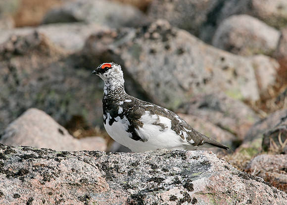 Ptarmigan Lagopus mutus