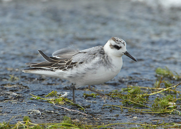Grey Phalarope Phalaropus fulicarius