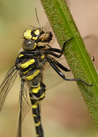 Golden-ringed Dragonfly Cordulegaster boltonii