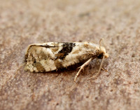 49.101 BF926 Phalonidia manniana