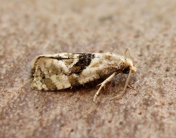 49.101 BF926 Phalonidia manniana