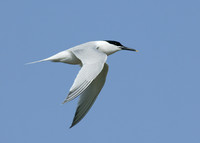 Sandwich Tern Sterna sandvicensis