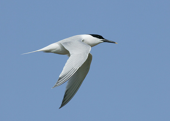 Sandwich Tern Sterna sandvicensis