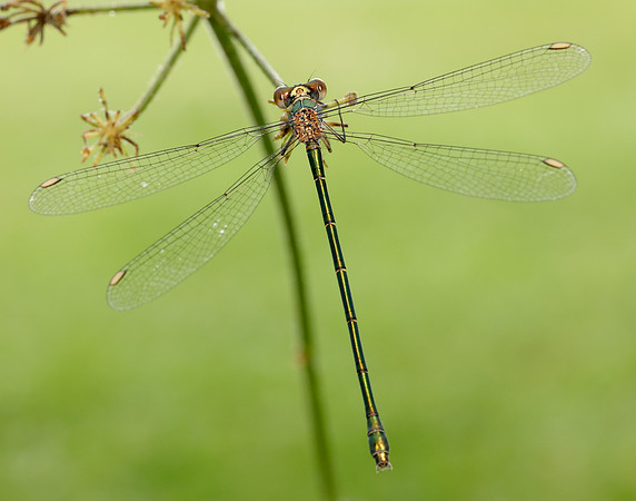 Willow Emerald Chalcolestes viridis