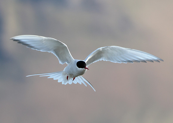 Arctic Tern Sterna paradisaea