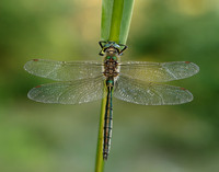Brilliant Emerald Somatochlora metallica