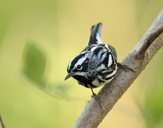 Black & White Warbler Mniotilta varia