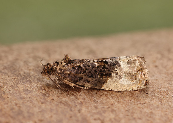 49.156 BF1083 Marbled Orchard Tortrix Hedya nubiferana