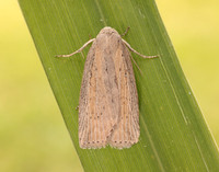 73.100 BF2391 Silky Wainscot Chilodes maritima