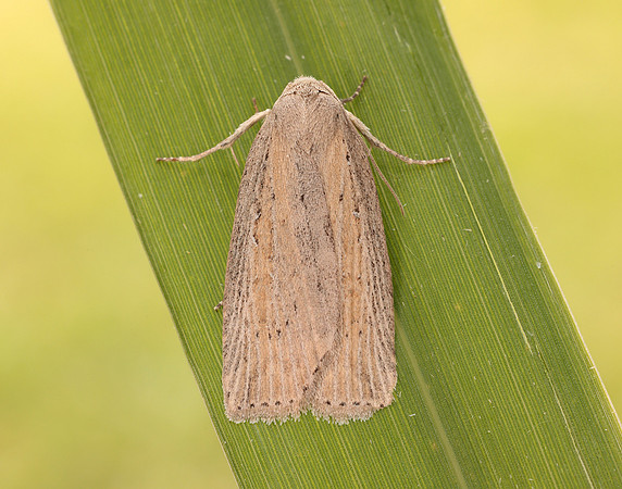 73.100 BF2391 Silky Wainscot Chilodes maritima
