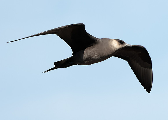 Arctic Skua Stercorarius parasiticus