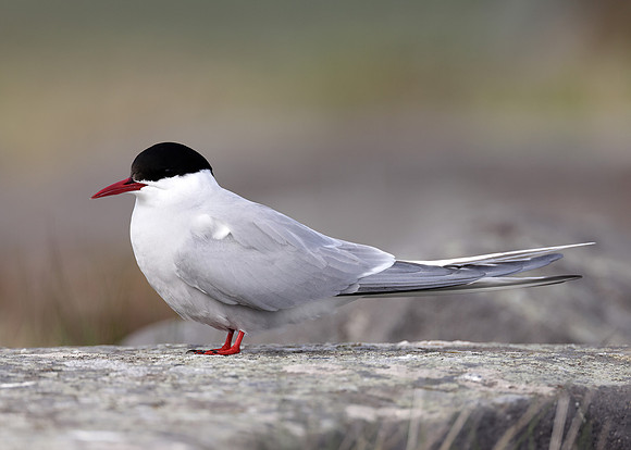 Arctic Tern Sterna paradisaea