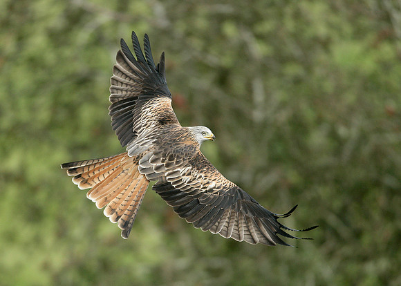 Red Kite Milvus milvus