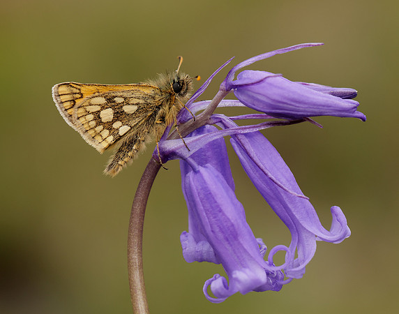 Chequered Skipper Carterocephalus palaemon