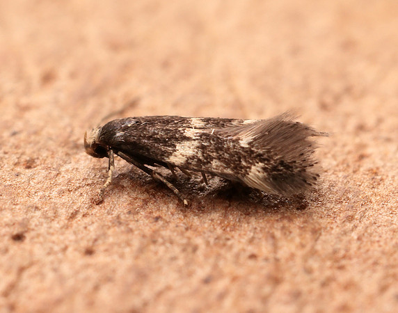 38.030 BF601 Elachista albifrontella