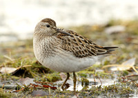 Pectoral Sandpiper Calidris melanotos