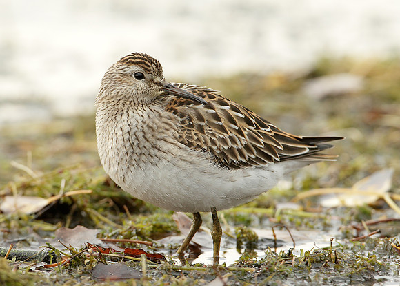 Pectoral Sandpiper Calidris melanotos
