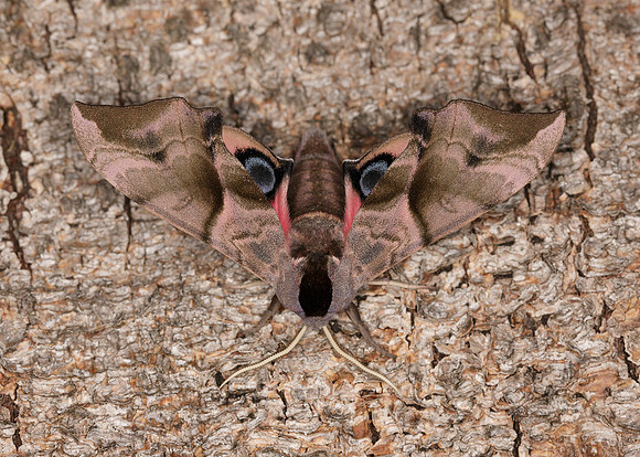 69.002 BF1980 Eyed Hawk-moth Smerinthus ocellata