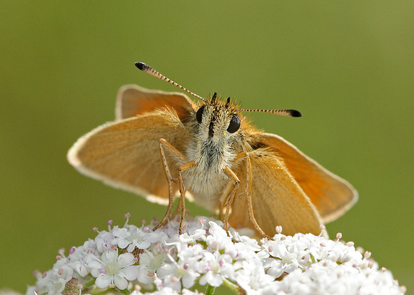 Essex Skipper Thymelicus lineola