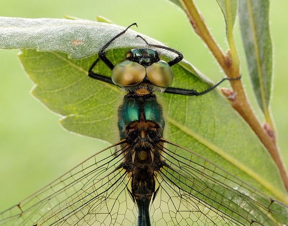 Northern Emerald Somatochlora arctica