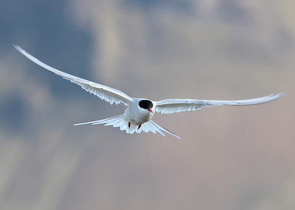 Arctic Tern Sterna paradisaea