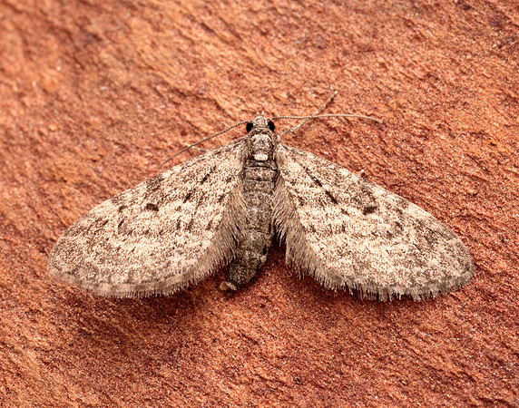 0.163 BF1856 Larch Pug Eupithecia lariciata