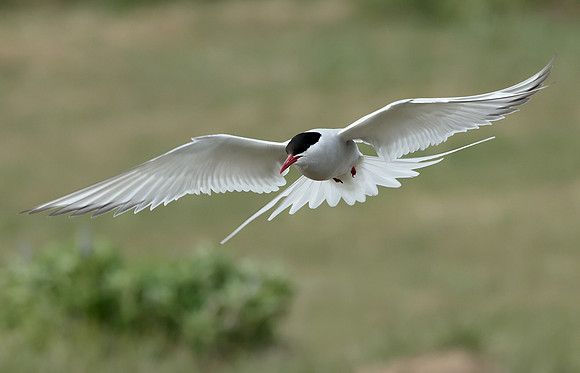 Arctic Tern Sterna paradisaea