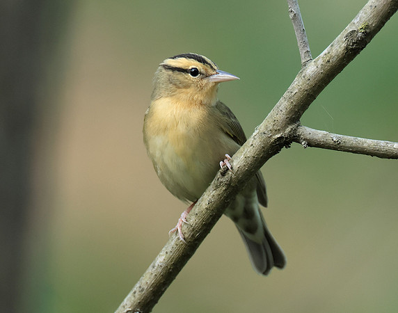 Worm-eating Warbler Helmitheros vermivorum
