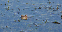 Common Toad Bufo bufo