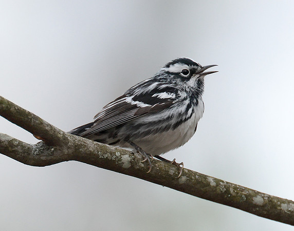 Black & White Warbler Mniotilta varia