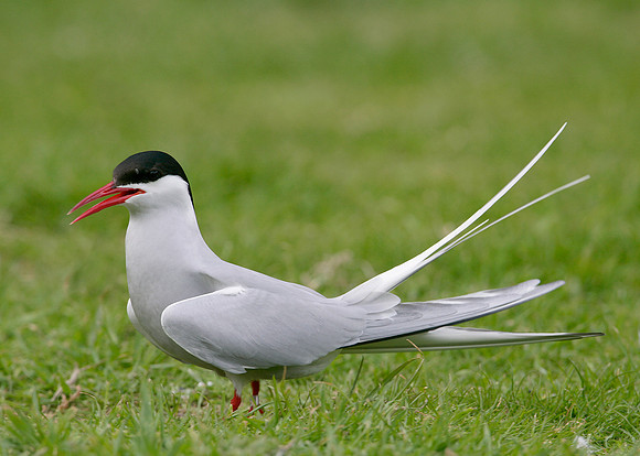 Arctic Tern Sterna paradisaea