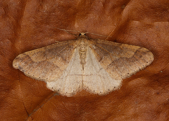 70.255 BF1934 Dotted Border Agriopis marginaria