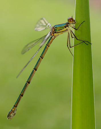 Willow Emerald Chalcolestes viridis