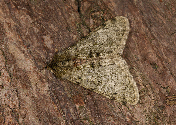 70.247 BF1926 Pale Brindled Beauty Phigalia pilosaria