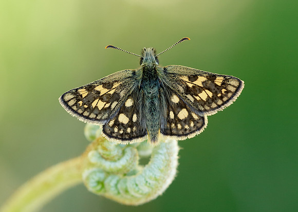 Chequered Skipper Carterocephalus palaemon