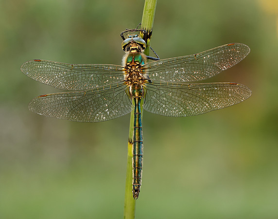 Brilliant Emerald Somatochlora metallica