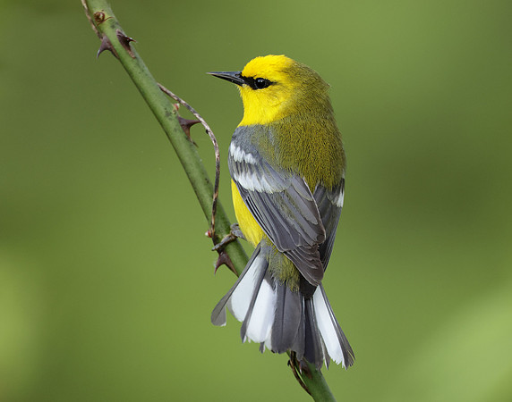 Blue-winged Warbler Vermivora cyanoptera