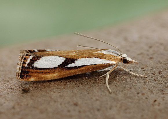 63.096 BF1310 Catoptria permutatellus