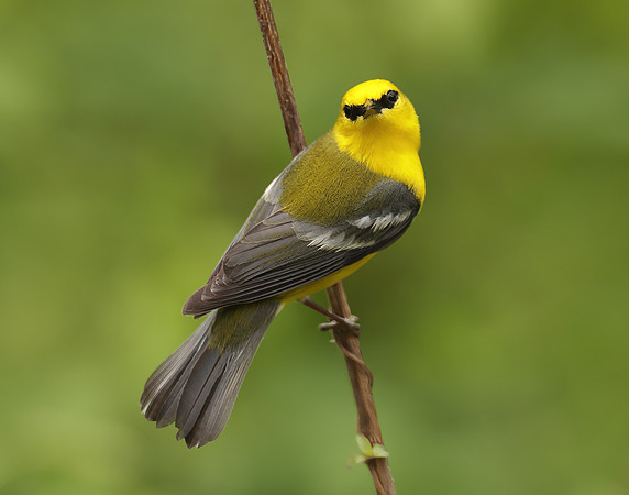 Blue-winged Warbler Vermivora cyanoptera