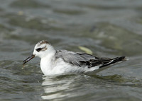 Grey Phalarope Phalaropus fulicarius