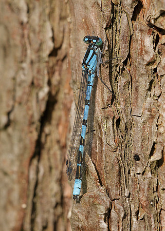 Common Blue Damsefly Enallagma cyathigerum
