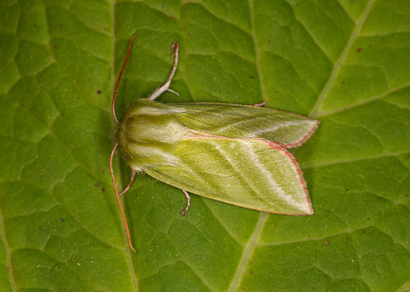 74.008 BF2422 Green Silver-lines Pseudoipes prasinana