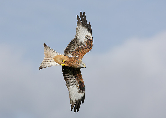 Red Kite Milvus milvus