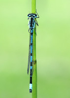 Variable Damselfly Coenagrion pulchellum