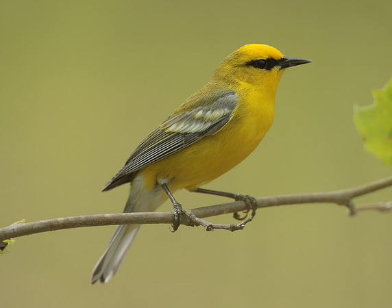 Blue-winged Warbler Vermivora cyanoptera