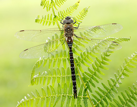 Migarnt Hawker Aeshna mixta