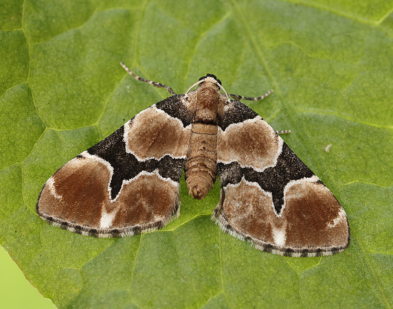 70.140 BF1810 Marsh Carpet Gagitodes sagittata