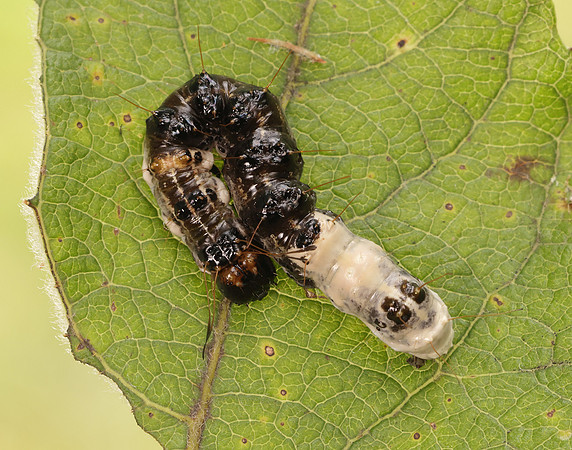 73.036 BF2281 Alder Moth Acronicta alni