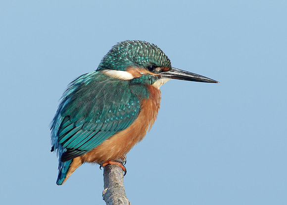 Kingfisher Alcedo atthis