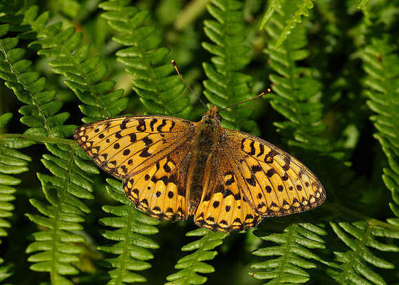 Dark Green fritillary Argynnis aglaja